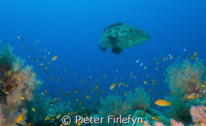 Large grouper with coral and marine life. by Pieter Firlefyn 